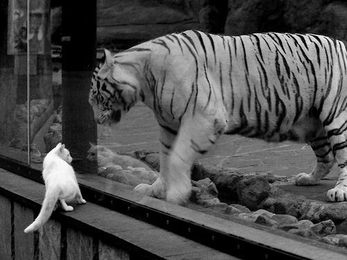 国脚回国效力掀起转会热潮，国足回国视频